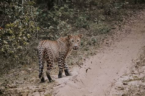 12 Things to Know BEFORE Visiting Yala National .